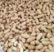 Me Japanese Roasted Peanut In Plhaub