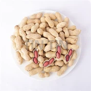 Peanut In Plhaub