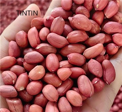 Lag luam wholesale Peanut Raw Peanut Red Skin Peanut
